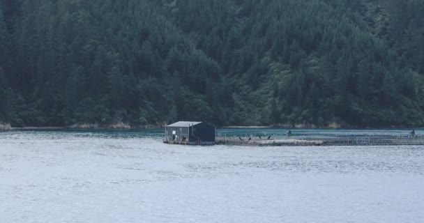 Fish Farm Estreito Cook Nova Zelândia — Vídeo de Stock