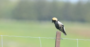 Bobolink, Dolichonyx oryzivorus, sonrası 4k şarkı