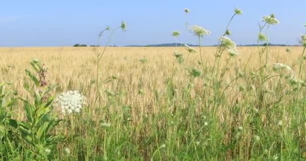 Gerstenfeld Mit Wildblumen Vor — Stockvideo