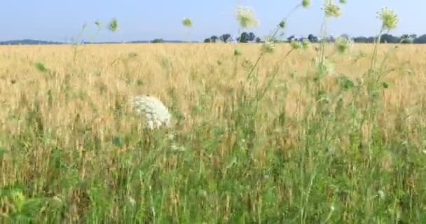 Korn Fält Med Blommor Förgrunden — Stockvideo