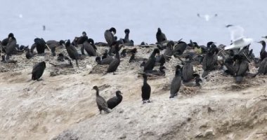 Çift tepeli karabatak, Phalacrocorax auritus, koloni 4k