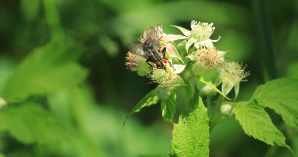 Housefly Musca Domestica Poruszający Się Kwiatowym — Wideo stockowe