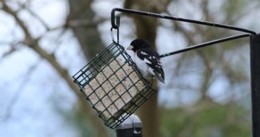 Gül göğüslü Grosbeak, Pheucticus ludovicianus, besleyici 4k at
