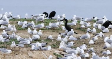 Halka gagalı Martı Kolonisi, Larus delawarensis 4k