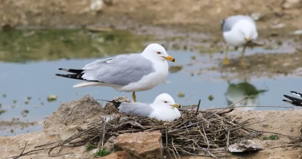 Mouette Bec Cerclé Larus Delawarensis Paire Nid — Video