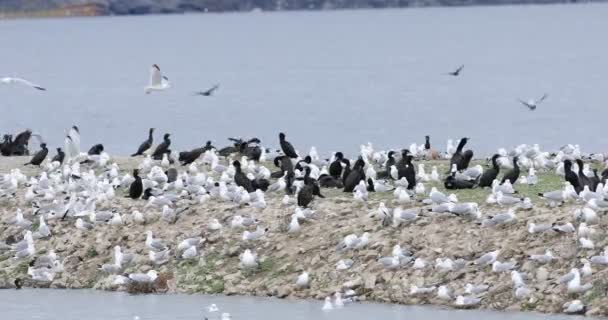 Γλάρος Που Χρεώνεται Larus Dela Αποικία — Αρχείο Βίντεο