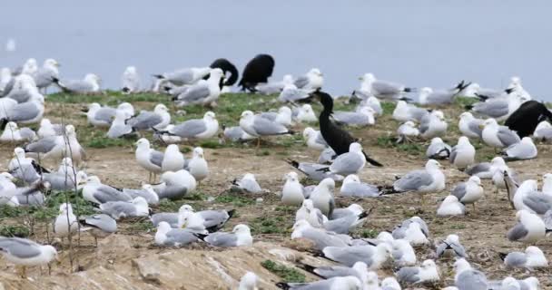 Колонія Кільце Рахунок Чайка Larus Делавийський — стокове відео