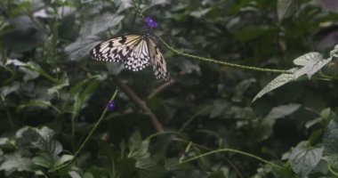 Ağaç Perisi, Fikir malabarica, çiçek 4k üzerinde