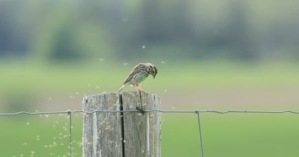 Savannah Sparrow Passerculus Sandwichensis Display Post — Stock Video