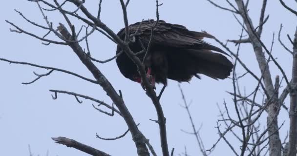 Turkey Vulture Cathartes Aura Relaxed — Stock Video