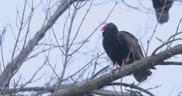 Hering Kalkun Cathartes Aura Bertengger — Stok Video