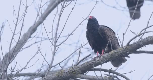Turkey Vulture Cathartes Aura Perching Tree — Stock Video