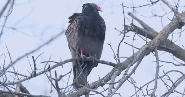 Hindi Akbaba Cathartes Aura Ağaç Tünemiş — Stok video