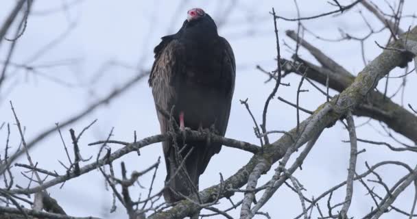 Turkey Vulture Cathartes Aura Relaxing — Stock Video