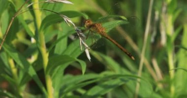 Kadın Sonbahar Meadowhawk, Sympetrum vicinum, tünemiş 4k