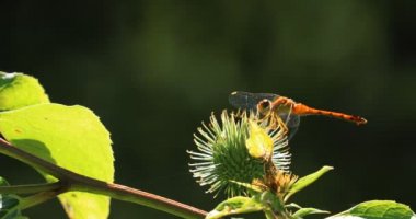 Sonbahar Meadowhawk, Sympetrum vicinum, devedikeni 4k erkek