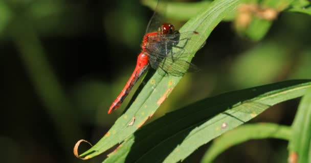 Autumn Meadowhawk Sympetrum Vicinum Mâle Sur Perche — Video