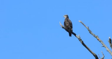 Juvenil Kel Kartal (Haliaeetus leucocephalus), tünemiş 4k