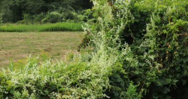 İnvaziv Japon Knotweed, Fallopia japonica 4k