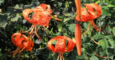 Nadir Michigan Lily, Lilium michiganense, closeup 4k
