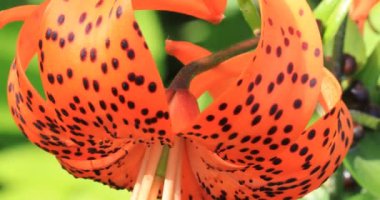 Güzel Michigan Lily, Lilium michiganense, closeup 4k