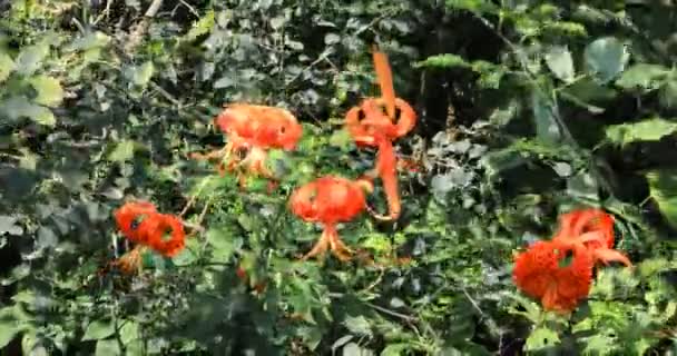 Bedreigde Michigan Lily Lilium Michiganense — Stockvideo