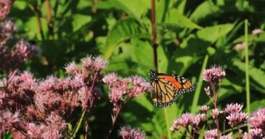 Monarch Butterfly, Danaus pleksppus, Bataklık Milkweed 4k üzerinde