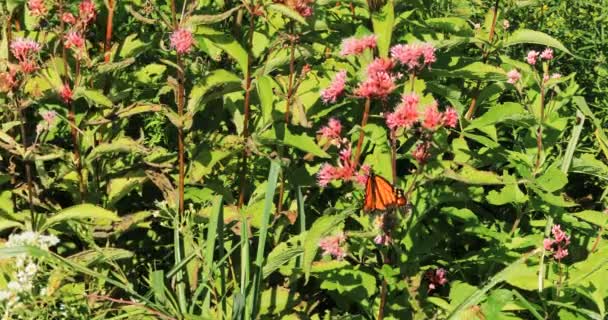 Monarkfjärilen Danaus Plexppus Milkweed — Stockvideo