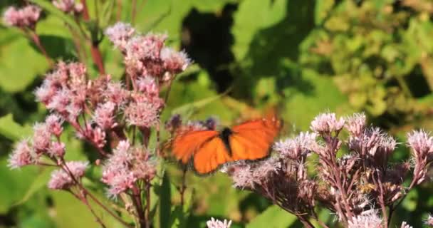 Monarch Butterfly Danaus Plexppus Bagienny Milkweed — Wideo stockowe