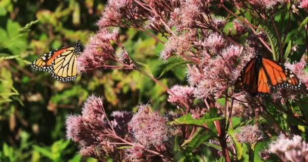 Palude Milkweed Farfalla Monarca Danaus Plexppus — Video Stock