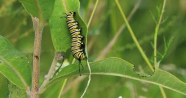 Monarch Caterpillar, Danaus pleksppus, Milkweed 4k yeme