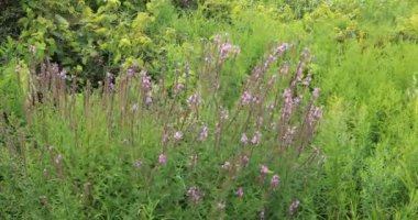 İnvaziv Mor Loosestrife, Lythrum salicaria 4k