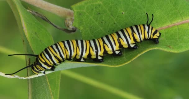 Monarch Caterpillar Danaus Plexppus Листке Молочного Сорняка — стоковое видео