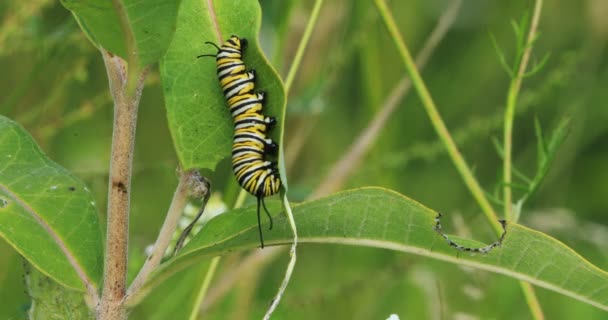 Monarch Caterpillar Danaus Plexppus Eating Milkweed — Stock Video