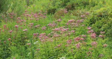 Bataklık Milkweed Alanı, Asclepias incarnata 4k