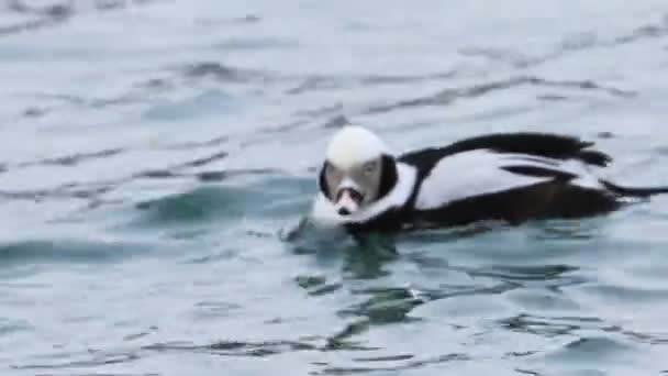 Pato Comprido Masculino Clangula Hyemalis Natação — Vídeo de Stock