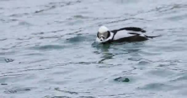 Erkek Uzun Kuyruklu Ördek Clangula Hyemalis Kışında — Stok video