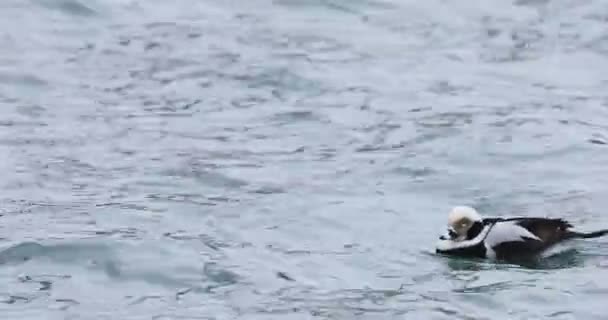 Blick Auf Männliche Langschwanzente Clangula Hyemalis Schwimmend — Stockvideo