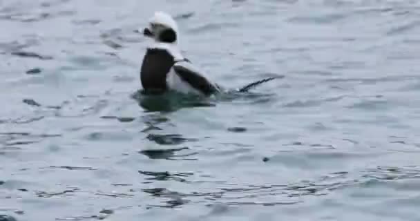 Zicht Man Long Tailed Duck Clangula Hyemalis — Stockvideo