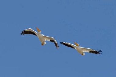 Amerikan Beyaz Pelikan, Pelecanus erythrorhynchos, çift uçuşu