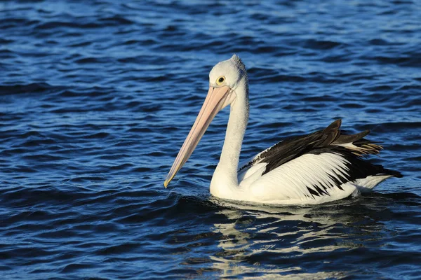 Австралийский Пеликан Pelecanus Conspicillatus Воде — стоковое фото