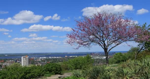 Hamilton Ontario Vista Desde Escarpa — Vídeo de stock