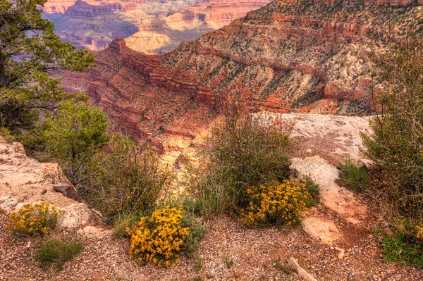 Der Grand Canyon Frühen Morgen Mit Blumen Vordergrund — Stockfoto