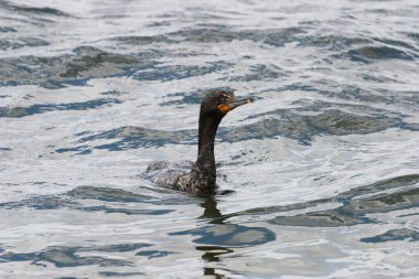 Çift tepeli Karabatak, Phalacrocorax auritus dikey