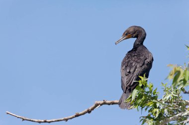 Çift tepeli karabatak, Phalacrocorax auritus, dal üzerine tünemiş.