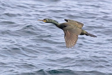 Avrupalı bir Shag, Phalacrocorax aristotelis, uçuşta
