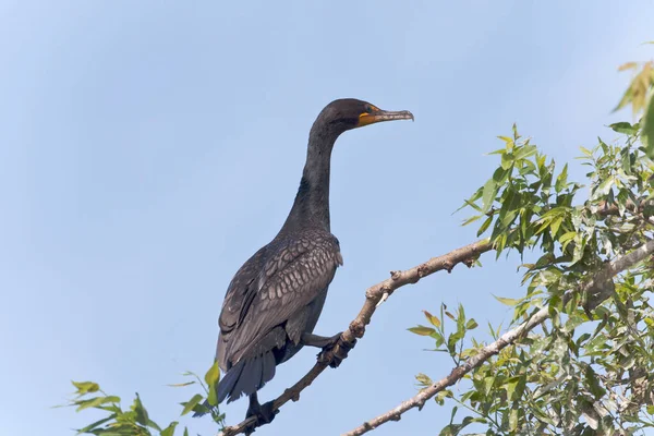 Ein Doppelhaubenkormoran Phalacrocorax Auritus Hockt — Stockfoto