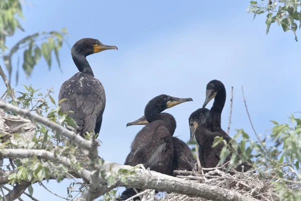 Вид Двухохлый Баклан Phalacrocorax Auritus Племенную Колонию — стоковое фото