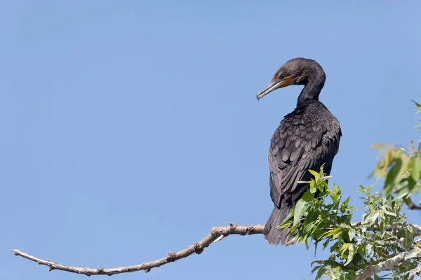 Double Crested Cormorant Phalacrocorax Auritus Perched Branch — Stock Photo, Image