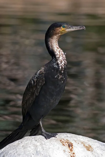 Grande Cormorano Phalacrocorax Carbo Rilassante — Foto Stock